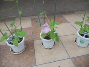 遊びり・園芸クラブ 写真