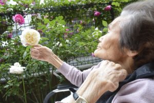 バラが満開です！ 写真