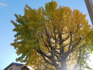 『遊びり・紅葉ドライブ』 写真