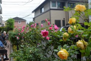 薔薇とネモフィラのテラス 写真