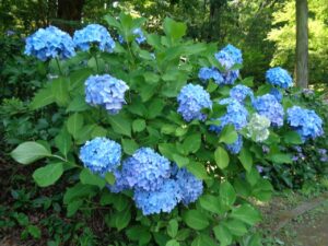 『遊びり・あじさい観賞＆かごの屋ランチ』 写真