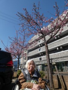 河津桜 写真