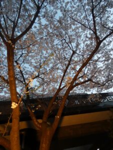 2025年夜桜 写真