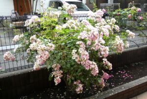 薔薇から紫陽花へ 写真