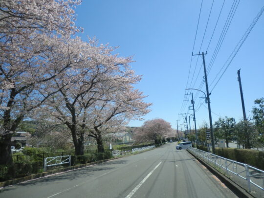 『お花見ドライブ』 写真