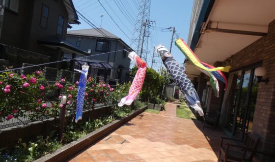 鯉のぼりと薔薇 写真