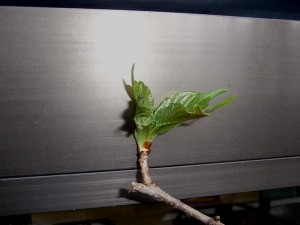 つぼみから新芽へ！ 写真