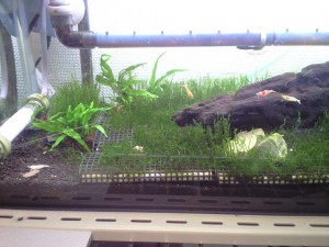 海老も「ゆったりと安心の毎日」!? 写真