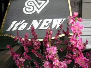 百花の魁（さきがけ） 写真