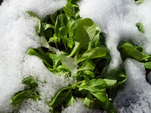 越冬野菜 写真