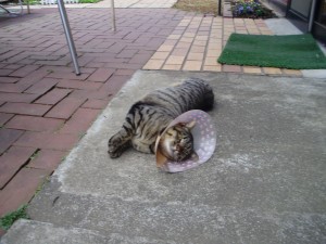 どようびのにゃんこ！ 写真