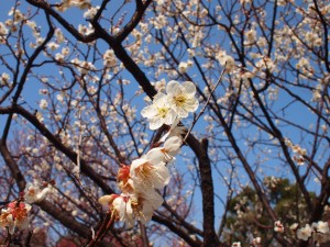 清雅な香り桜に勝る 写真