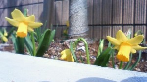 春の足音・・・ 写真