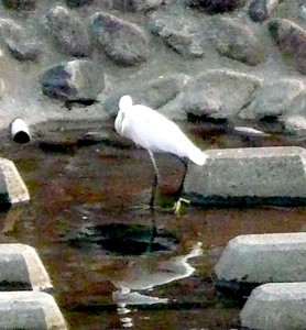 振り込め??オレオレ!! 写真
