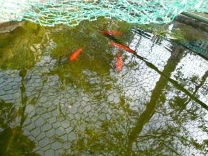 裏庭のポニョ!? 写真