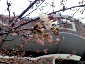 １０年後は桜の名所かも!? 写真