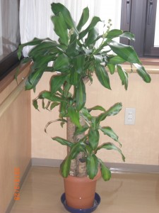 幸福はここにありました！ 写真