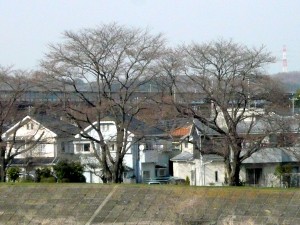 桜前線到着まであと１週間！ 写真