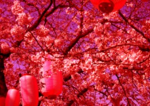 介護小説　衣裏の宝珠たち（いりのほうじゅたち）　４ 写真