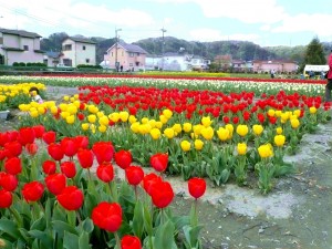 赤! 黄! 紫! ピンク! エンジ!　チューリップ祭り 写真