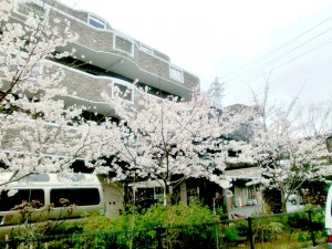 It`s    a    Sakura    World !　4 写真
