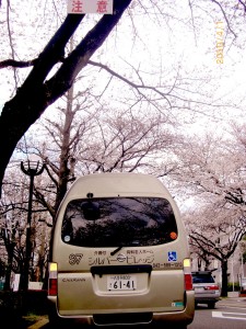 It`s    a    Sakura    World !　1 写真