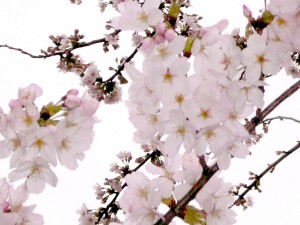 It`s    a    Sakura    World !　2 写真
