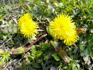 またの名をダンディライオン 写真