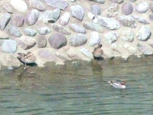 今日は晴天・・・水遊びにいいカモ！ 写真