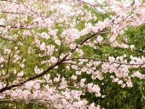 It`s    a    Sakura    World !　3 写真