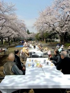 お花見、祝満開！ 写真