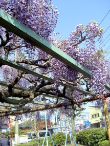藤の花房の下、優雅なひととき 写真