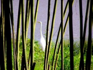 バードウォッチング～シラサギ編 写真