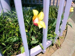 幸せを運んできた一輪の花 写真