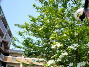 木々も衣替え 写真