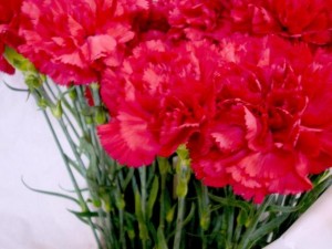 今日は「ありがとう」の気持ちを伝えましょうね・・・ 写真