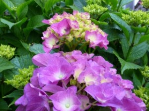 水無月の彩り 写真