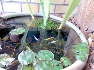 めだかの学校 写真