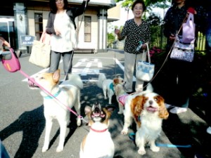 動物セラピー 写真