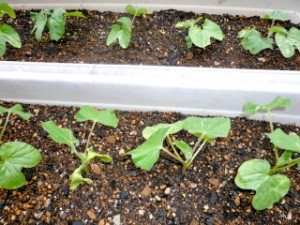 アサガオは 「 朝の美女」の意味だそうですよ！ 写真