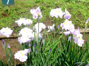 真っ向ショウブ！ 写真