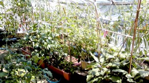 夏野菜豊作! 写真