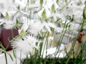 夢でもあなたを想う・・・なんと素敵な花言葉でしょう! 写真