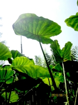 菜園、夏の陣 写真