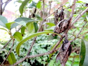 入居の虫さんと鳥さん 写真