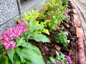 秋の足音が聞こえますね・・・ 写真