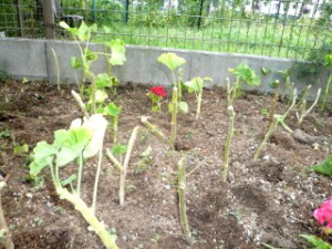 来年のお楽しみ! 写真