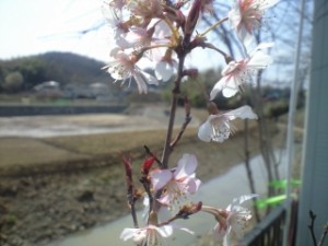 さくら２連発！① 写真