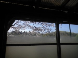 ４月１６日、桜を楽しむ。 写真