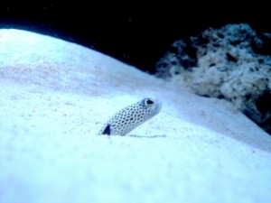 *** 新しい仲間の紹介です。 *** 写真